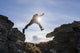 Backlit View Of Hiker Leaping Between Rocks Near Noatak River Wall Mural