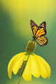 Caterpillar to butterfly;British columbia canada Wall Mural