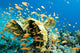 Yellow Coral with Orange