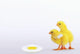Two yellow baby chicks looking at fried egg;British columbia canada Wall Mural