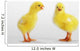 Two yellow baby chicks chirping;British columbia canada Wall Mural