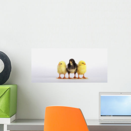 Three baby chicks in a row;British columbia canada Wall Mural