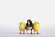 Three baby chicks in a row;British columbia canada Wall Mural