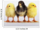 Three baby chicks in a row;British columbia canada Wall Mural