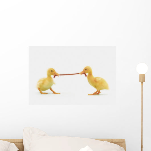 Two baby ducklings fighting over a worm;British columbia canada Wall Mural