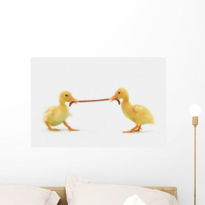 Two Baby Ducklings Fighting Wall Mural shown on a wall