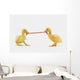 Two baby ducklings fighting over a worm;British columbia canada Wall Mural