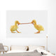 Two baby ducklings fighting over a worm;British columbia canada Wall Mural