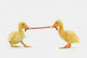 Two baby ducklings fighting over a worm;British columbia canada Wall Mural