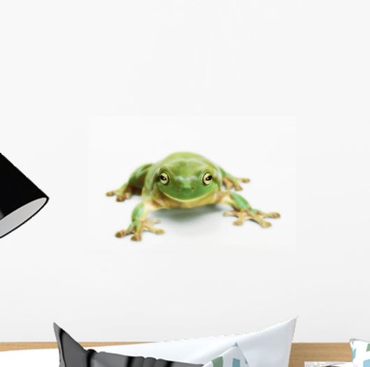 White's tree frog ;British columbia canada Wall Mural
