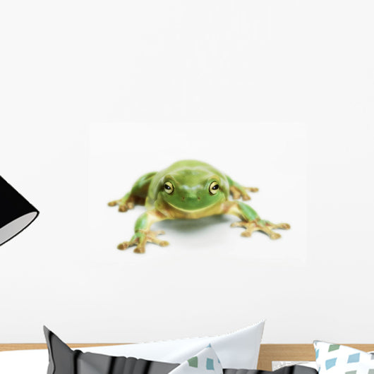White's tree frog ;British columbia canada Wall Mural