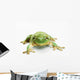 White's tree frog ;British columbia canada Wall Mural