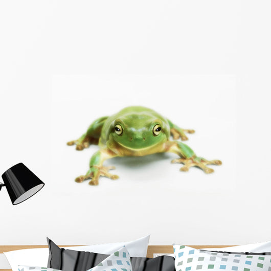 White's tree frog ;British columbia canada Wall Mural