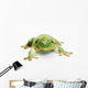 White's tree frog ;British columbia canada Wall Mural