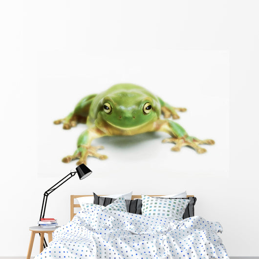 White's tree frog ;British columbia canada Wall Mural