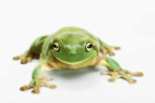 White's tree frog ;British columbia canada Wall Mural