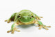 White's tree frog ;British columbia canada Wall Mural