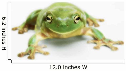 White's tree frog ;British columbia canada Wall Mural