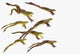 Leaping frogs;British columbia canada Wall Mural