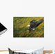 Bald eagle diving Wall Mural