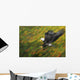 Bald eagle diving Wall Mural