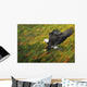 Bald eagle diving Wall Mural