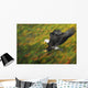 Bald eagle diving Wall Mural