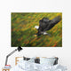 Bald eagle diving Wall Mural