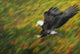 Bald eagle diving Wall Mural