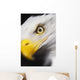 Close up of a bald eagle's face;British columbia canada Wall Mural