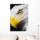 Close up of a bald eagle's face;British columbia canada Wall Mural