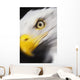Close up of a bald eagle's face;British columbia canada Wall Mural