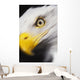 Close up of a bald eagle's face;British columbia canada Wall Mural