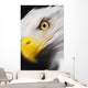 Close up of a bald eagle's face;British columbia canada Wall Mural