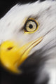 Close up of a bald eagle's face;British columbia canada Wall Mural