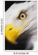 Close up of a bald eagle's face;British columbia canada Wall Mural
