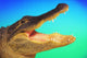 Alligator head with open mouth against a blue and green background Wall Mural