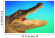 Alligator head with open mouth against a blue and green background Wall Mural