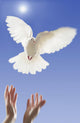 Hands releasing white dove;Vancouver british columbia canada Wall Mural
