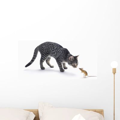 Grey Tabby Cat and Wall Decal shown on a wall