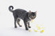 Grey Tabby Cat Licking Wall Decal