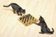 Two grey tabby cats playing chess;Vancouver british columbia canada Wall Mural