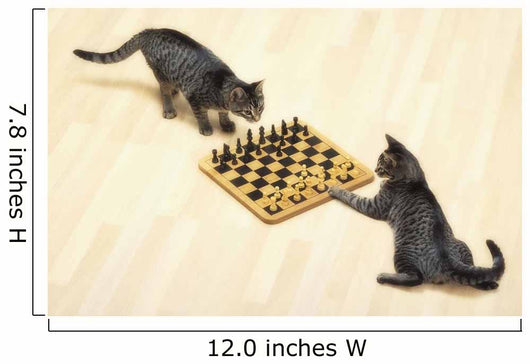 Two grey tabby cats playing chess;Vancouver british columbia canada Wall Mural
