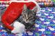 Grey tabby cat with santa claus hat lying Wall Mural