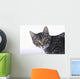 Portrait of a grey tabby cat;Vancouver british columbia canada Wall Mural