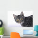 Portrait of a grey tabby cat;Vancouver british columbia canada Wall Mural