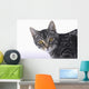 Portrait of a grey tabby cat;Vancouver british columbia canada Wall Mural
