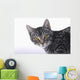 Portrait of a grey tabby cat;Vancouver british columbia canada Wall Mural