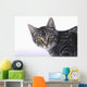 Portrait of a grey tabby cat;Vancouver british columbia canada Wall Mural