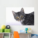 Portrait of a grey tabby cat;Vancouver british columbia canada Wall Mural